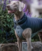 Picture of Doggy Revesible Waterproof jacket